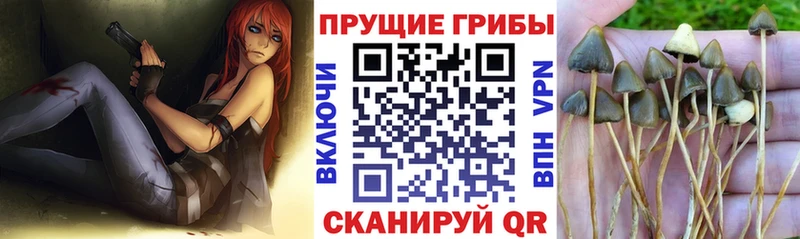 Купить закладки  Новочеркасск  Псилоцибиновые грибы MAGIC MUSHROOMS 